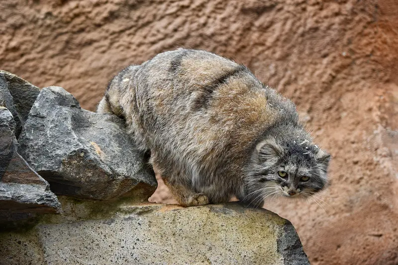 A photograph of Prinsessa in Prague Zoo