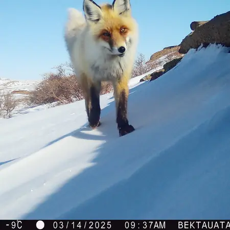 A photograph of Red fox from Bektauata 2 camera trap