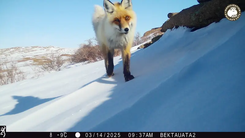 A photograph of Red fox from Bektauata 2 camera trap