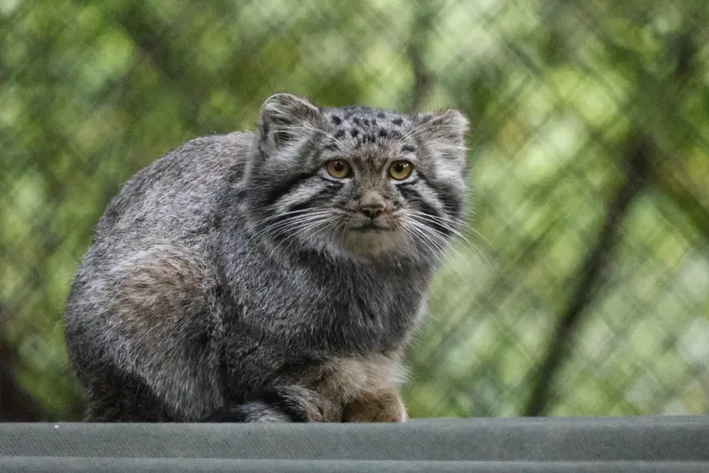 A photograph of a Pallas's cat