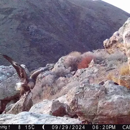 A photograph of Golden Eagle from Zhundy 2 camera trap
