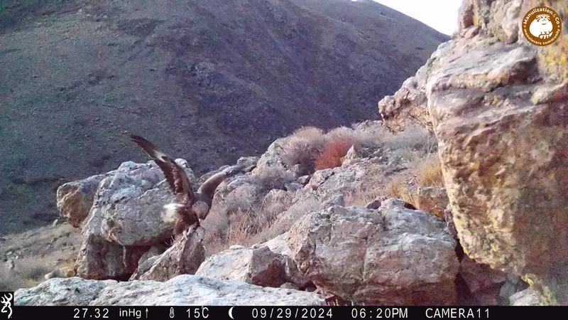 A photograph of Golden Eagle from Zhundy 2 camera trap