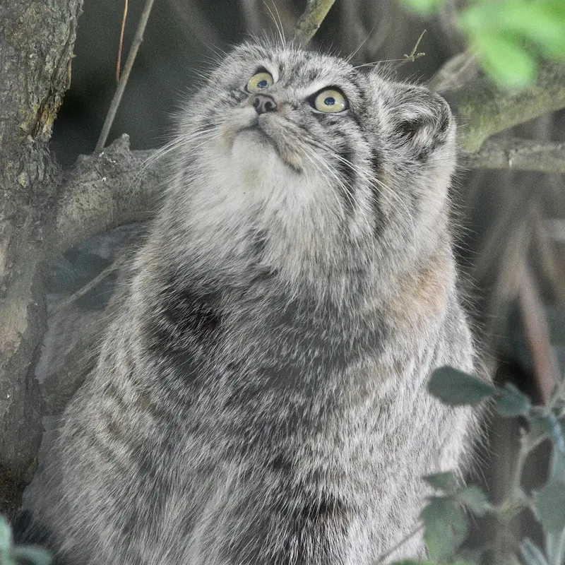 A photograph of Altai in Port Lympne Wild Animal Park