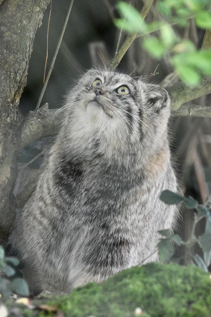 A photograph of Altai in Port Lympne Wild Animal Park