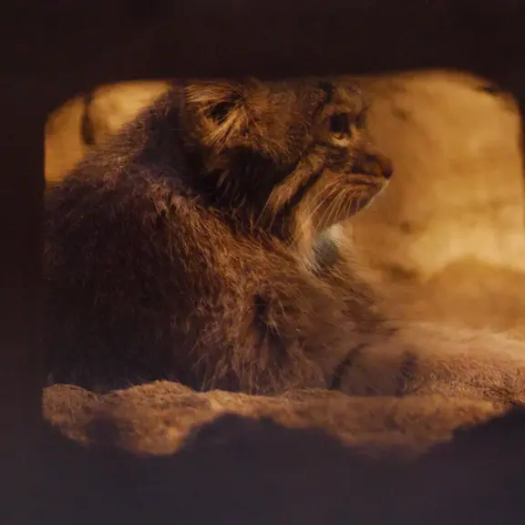A photograph of a Pallas's cat in Nogeyama Zoo