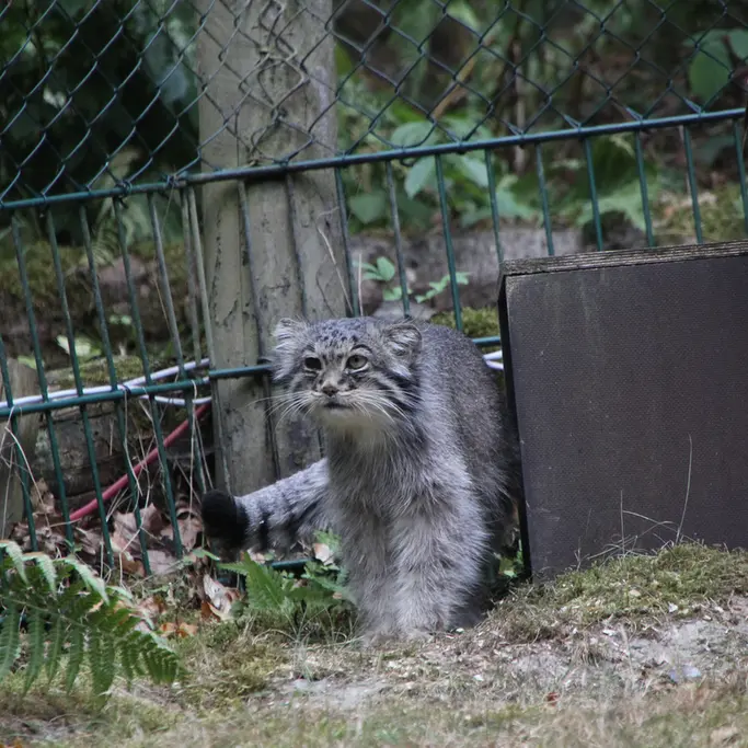 A photograph of Batu in Opel Zoo