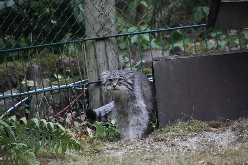 A photograph of Batu in Opel Zoo