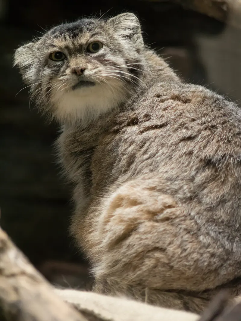 A photograph of Primula in Ueno Zoological Gardens