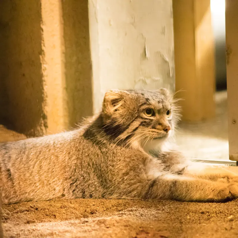 A photograph of Figa in Nogeyama Zoo