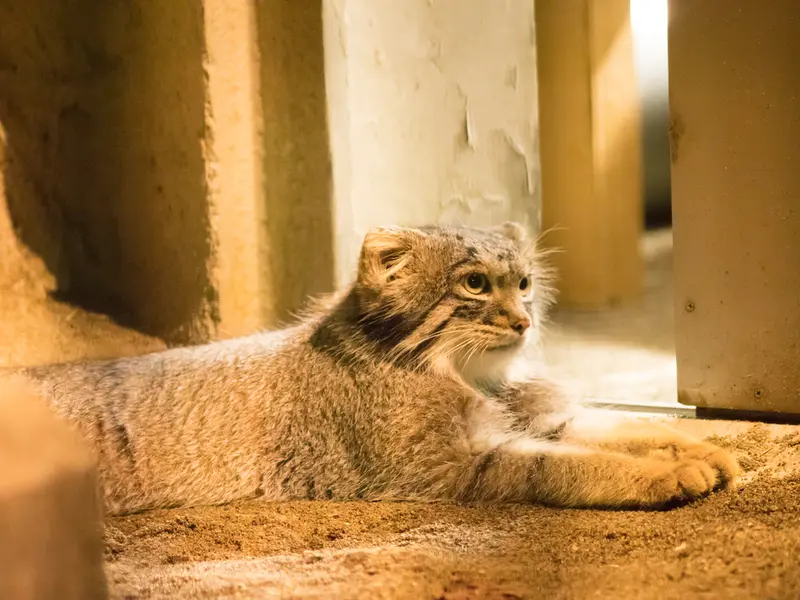 A photograph of Figa in Nogeyama Zoo