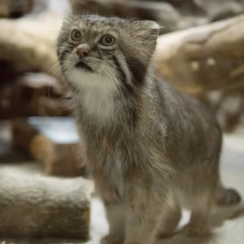 A photograph of Klyon in Ueno Zoological Gardens