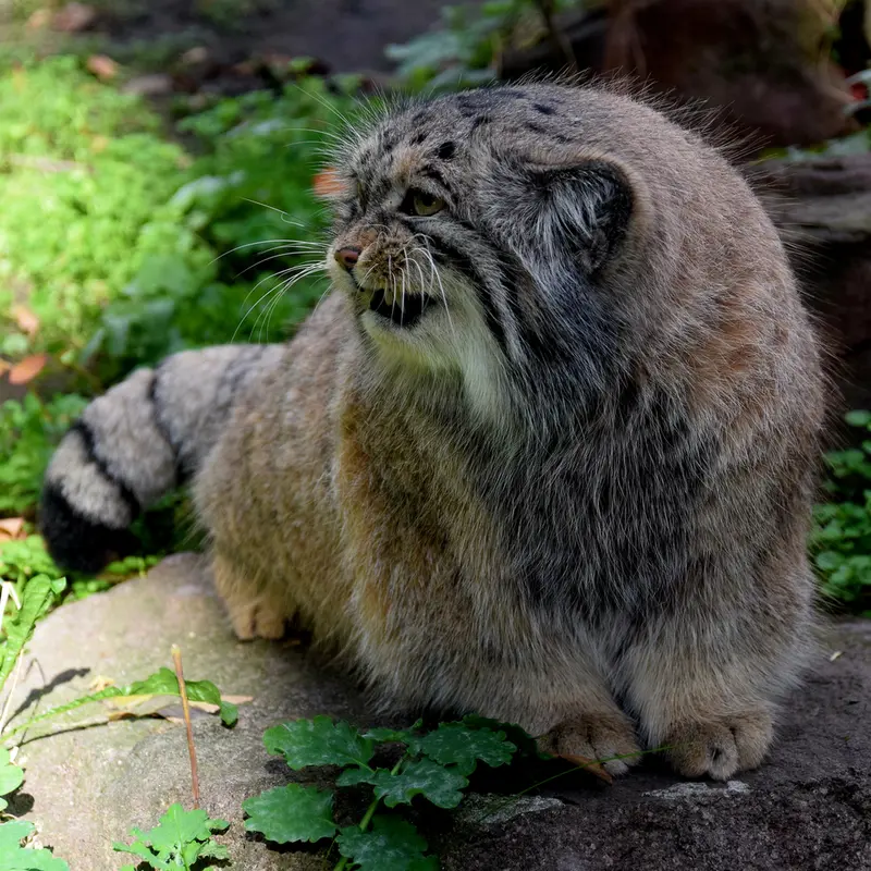A photograph of Bohus in Budapest Zoo & Botanical Garden