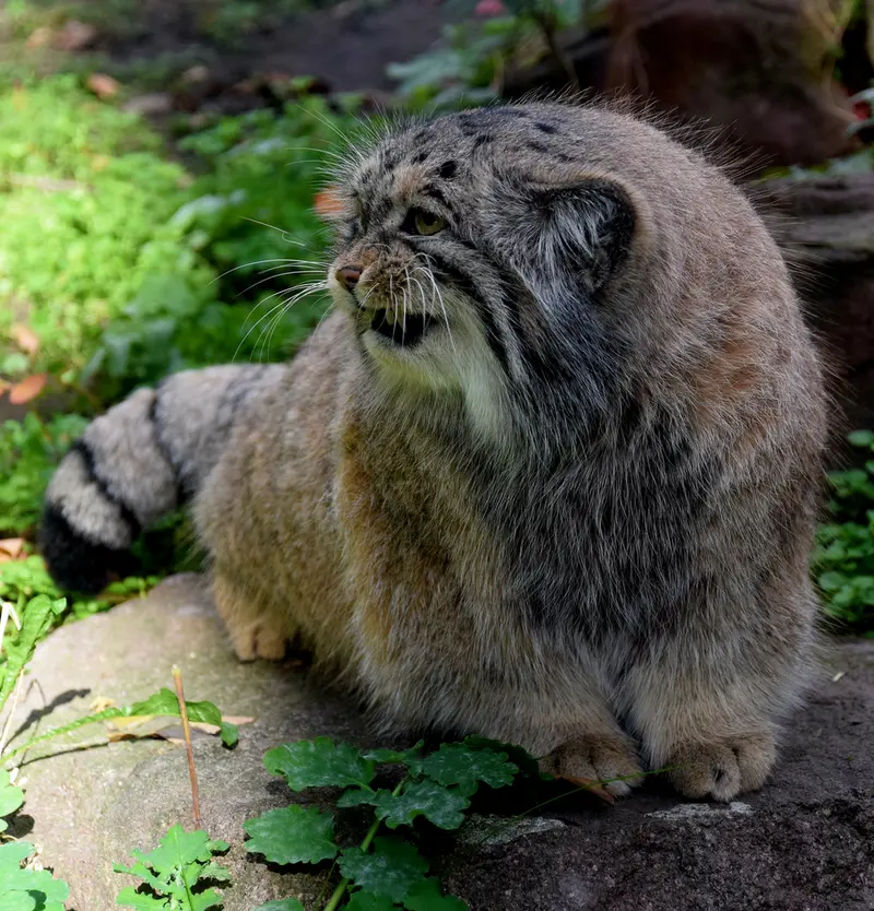 A photograph of Bohus in Budapest Zoo & Botanical Garden