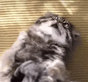 A photograph of a Pallas's cat