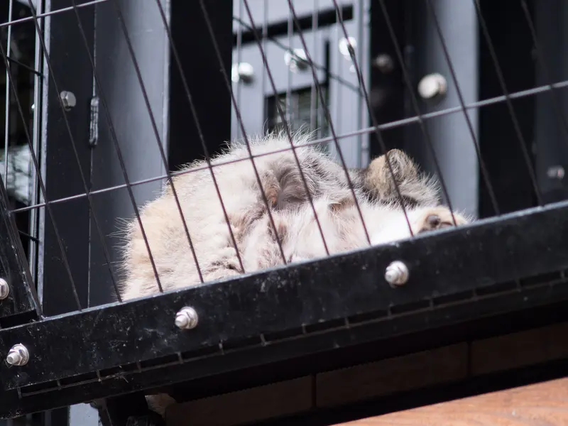 A photograph of Grusha in Asahiyama Zoo