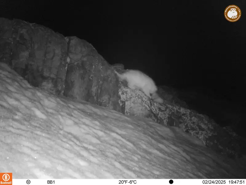 A photograph of Otocolobus manul manul from Aktas-Kunkora camera trap