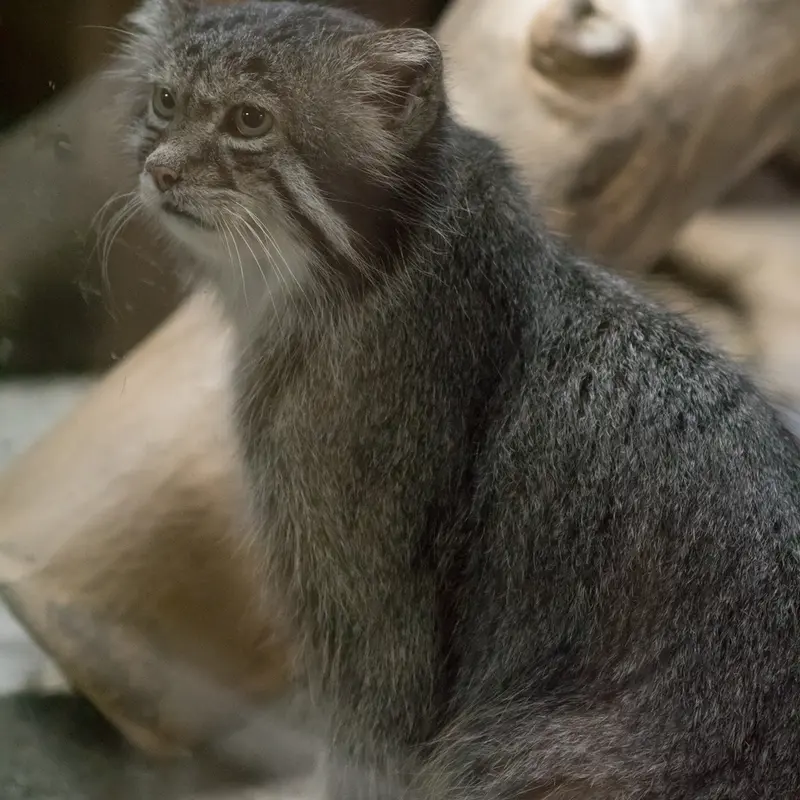 A photograph of Klyon in Ueno Zoological Gardens