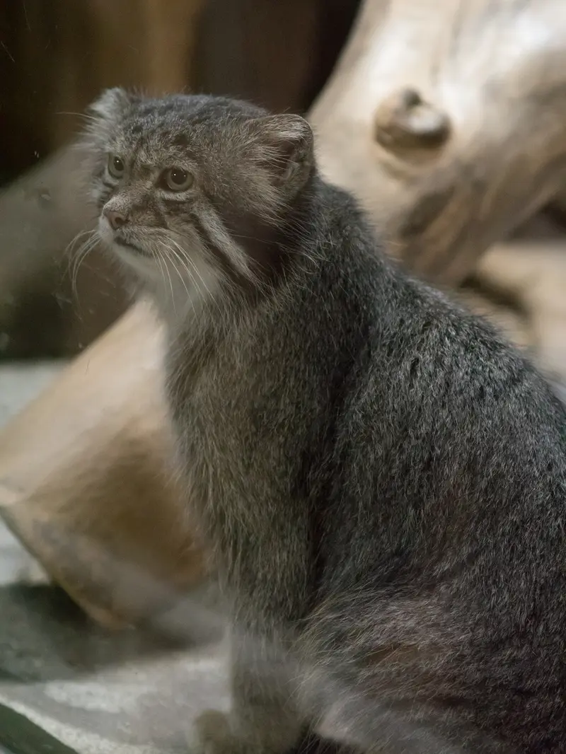 A photograph of Klyon in Ueno Zoological Gardens