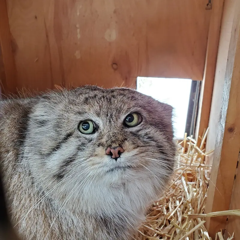 A photograph of Mushdog in Cincinnati Zoo