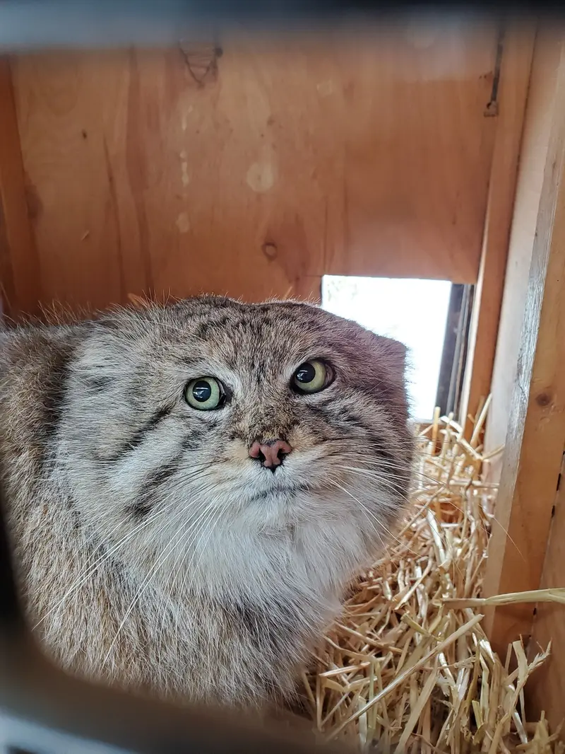 A photograph of Mushdog in Cincinnati Zoo