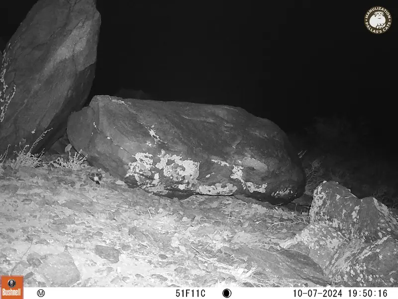 A photograph of a Pallas&#039;s cat from Koshkar camera trap