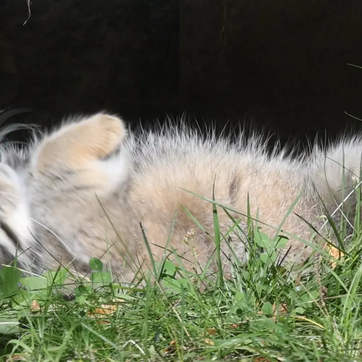 A photograph of a Pallas's cat in Moscow zoo