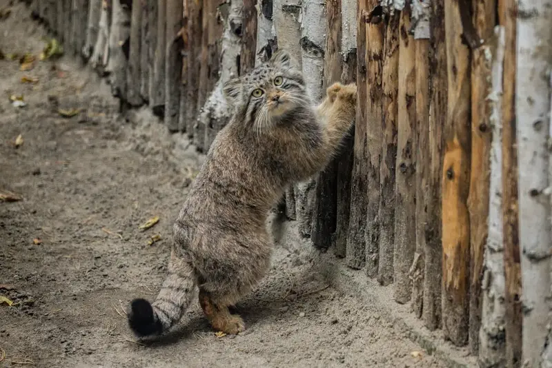 A photograph of a Pallas's cat