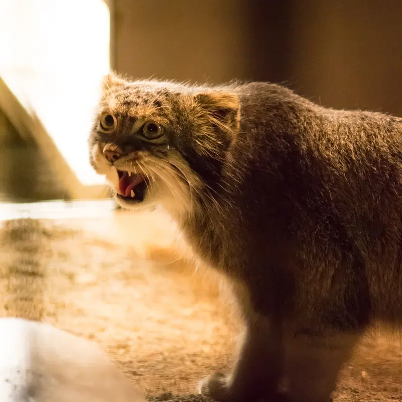 A photograph of Figa in Nogeyama Zoo