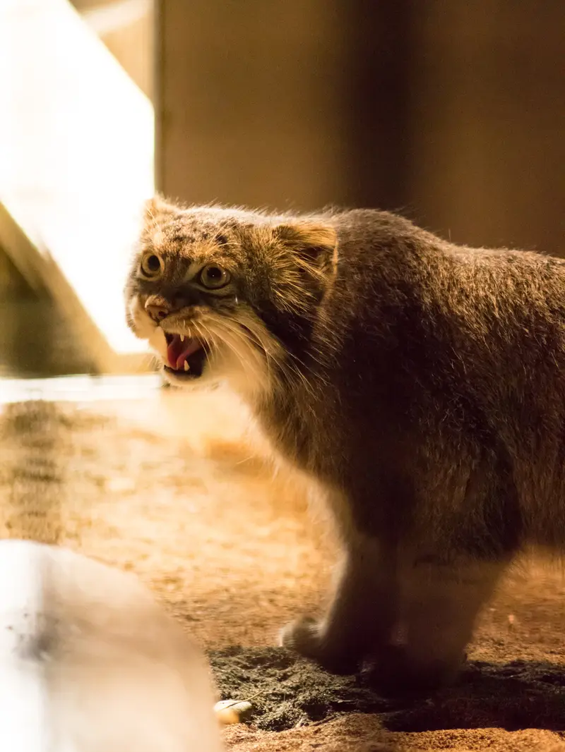 A photograph of Figa in Nogeyama Zoo
