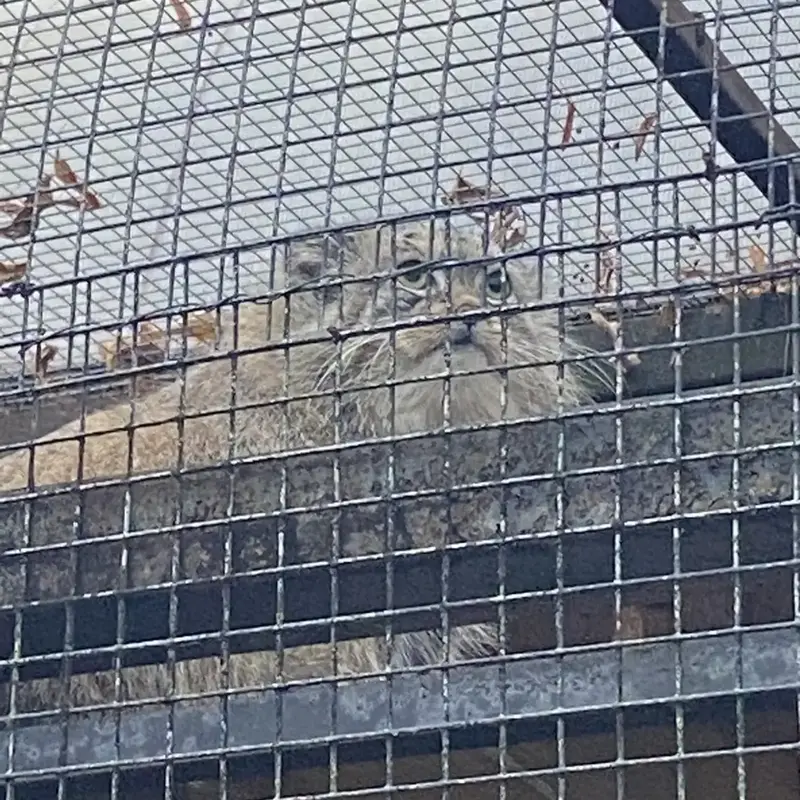 A photograph of Shu in Leningrad zoo