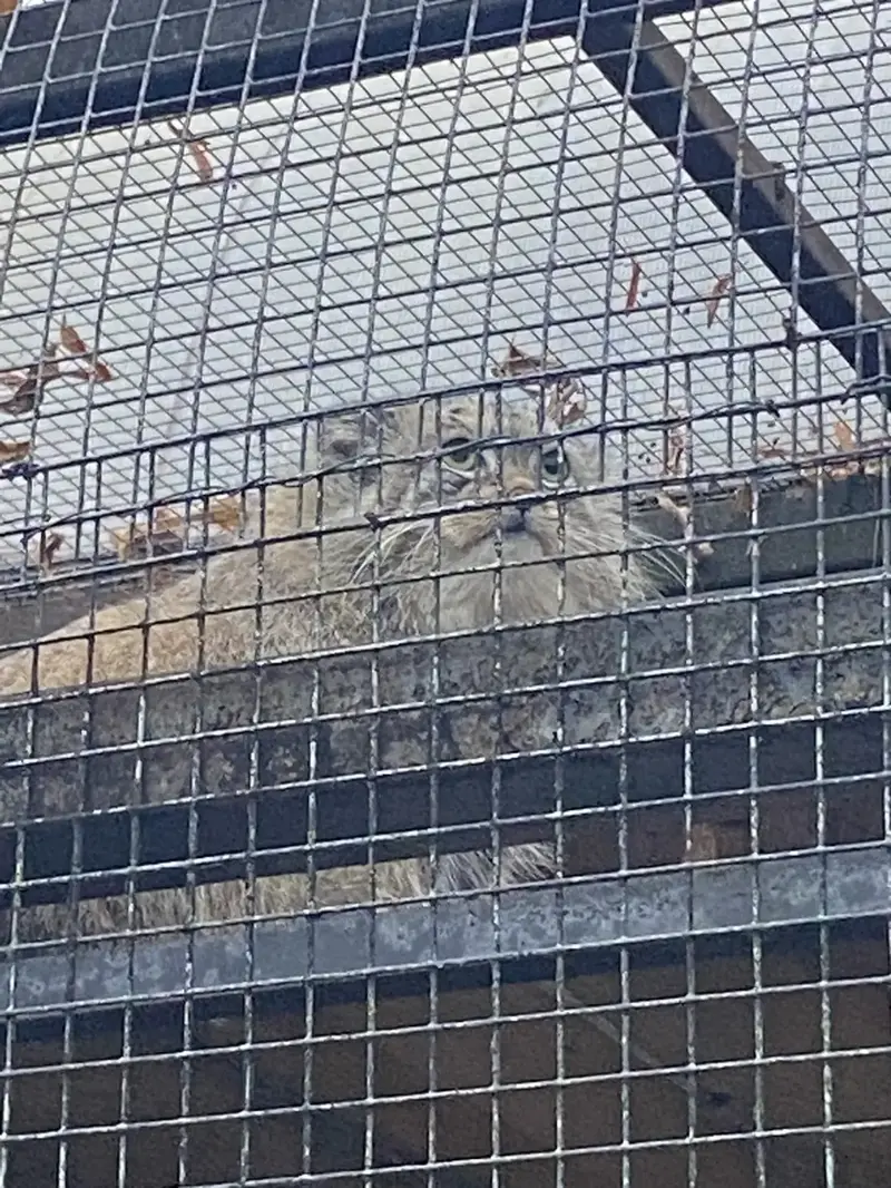 A photograph of Shu in Leningrad zoo