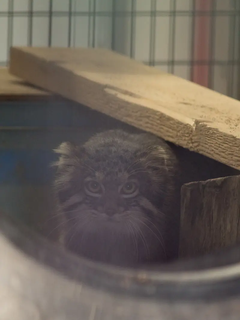 A photograph of Figa in Nogeyama Zoo