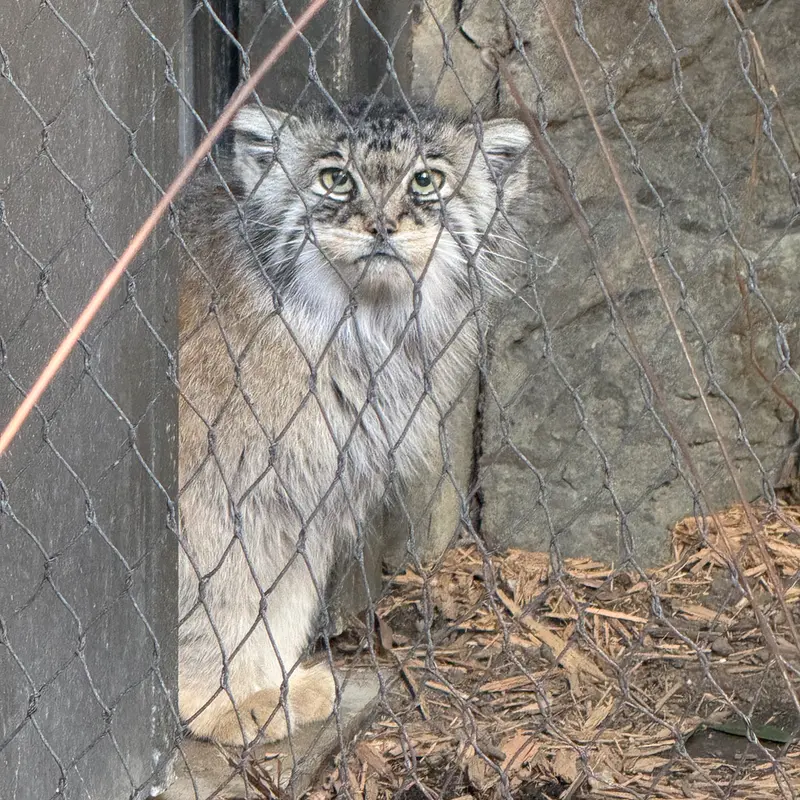 A photograph of Sarnai in Prospect Park Zoo