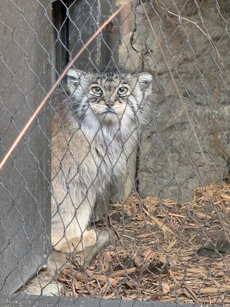 A photograph of Sarnai in Prospect Park Zoo