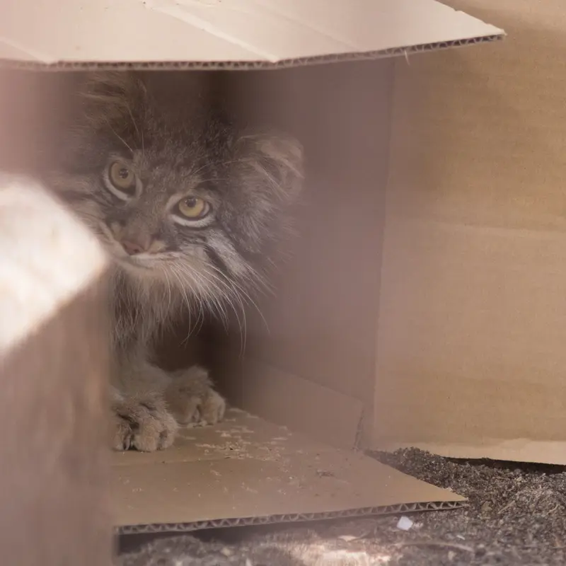 A photograph of Figa in Nogeyama Zoo