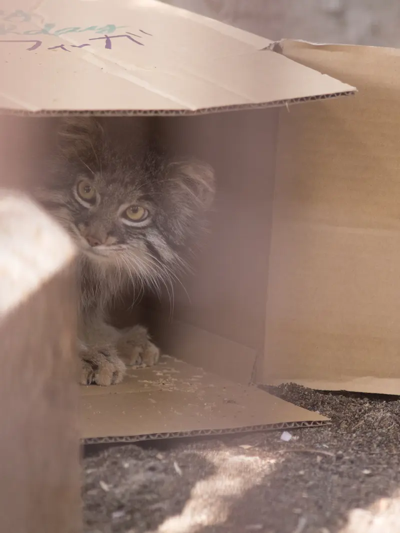 A photograph of Figa in Nogeyama Zoo