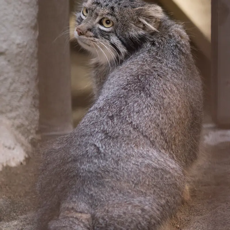 A photograph of Figa in Nogeyama Zoo