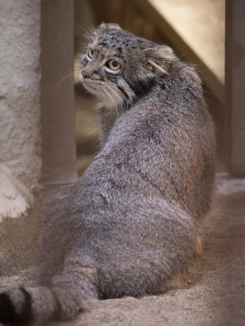 A photograph of Figa in Nogeyama Zoo
