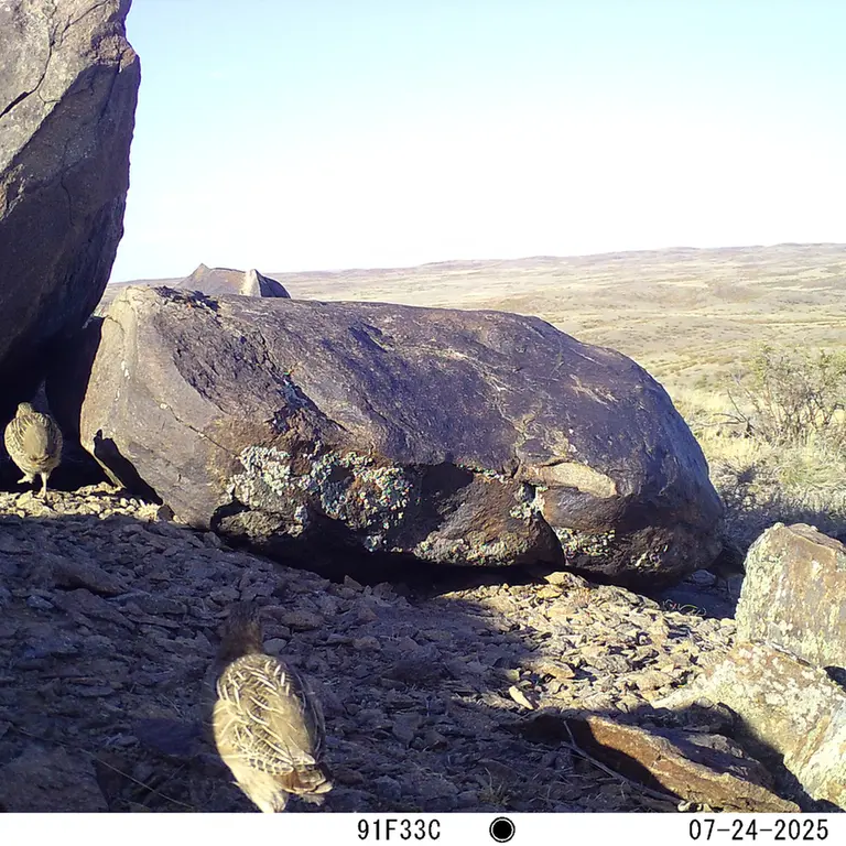 A photograph of Grey partridge from Koshkar [new] camera trap