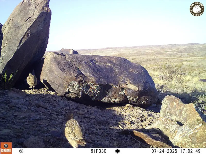 A photograph of Grey partridge from Koshkar [new] camera trap