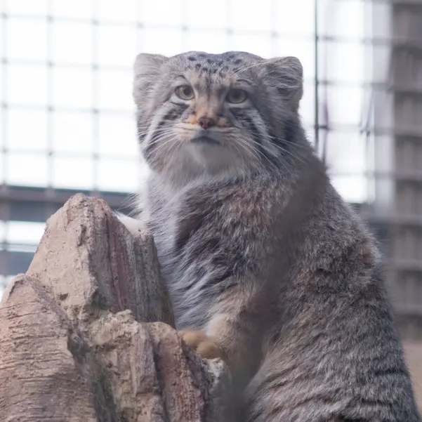 A photograph of Nagomu in Nasu Animal Kingdom