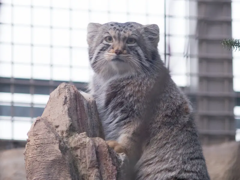 A photograph of Nagomu in Nasu Animal Kingdom