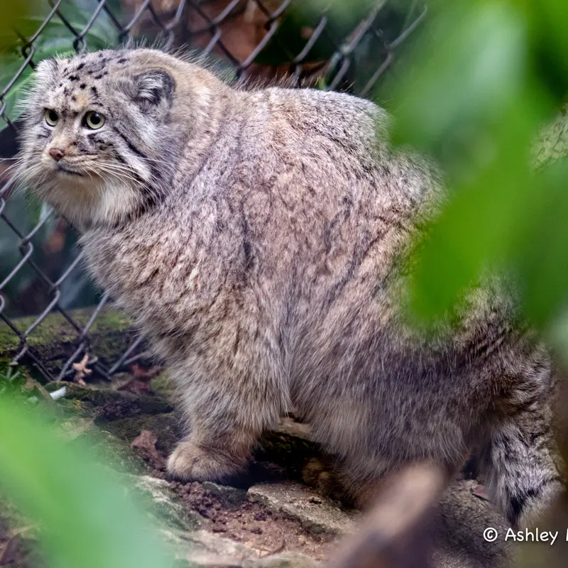 A photograph of Tull in Cotswold Wildlife Park and Gardens