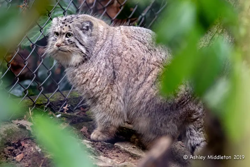 A photograph of Tull in Cotswold Wildlife Park and Gardens
