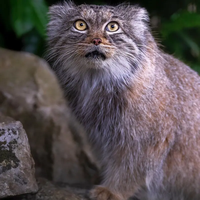 A photograph of Qara in The Big Cat Sanctuary