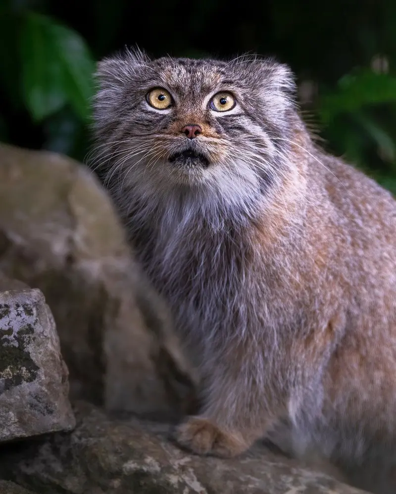 A photograph of Qara in The Big Cat Sanctuary