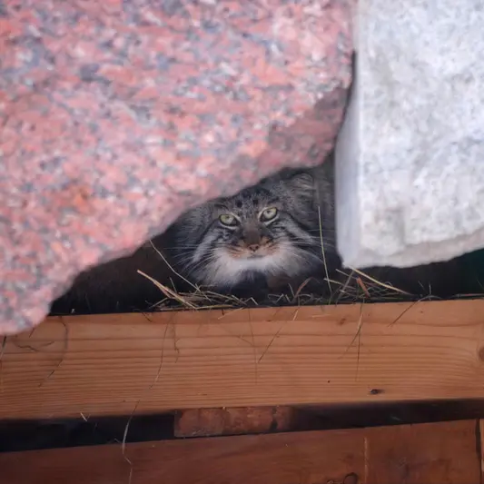 A photograph of Darlay in Moscow zoo