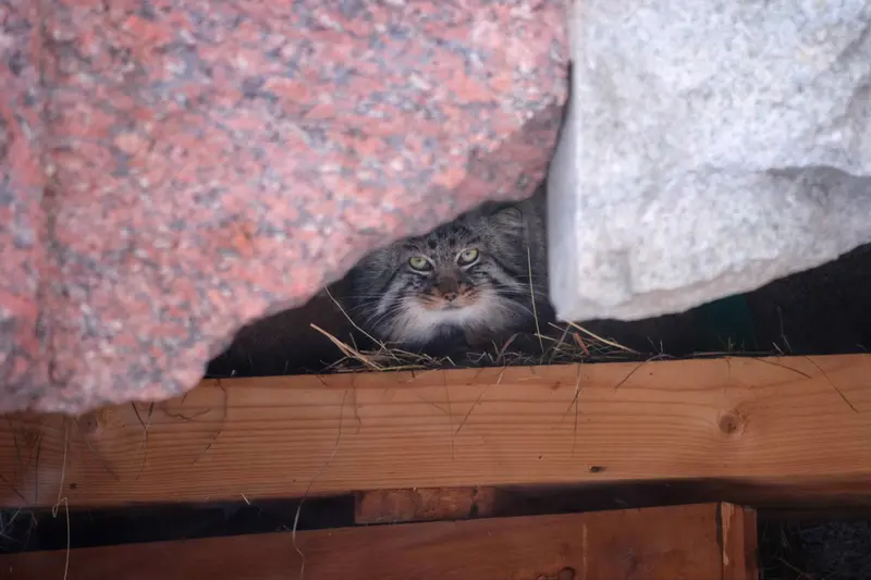 A photograph of Darlay in Moscow zoo