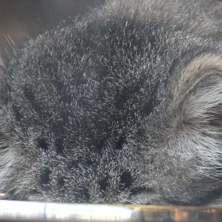 A photograph of a Pallas's cat in Leningrad zoo