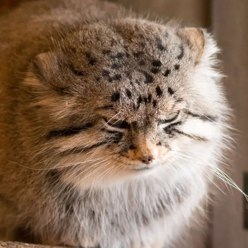 A photograph of Lotos in Saitama Children's Zoo